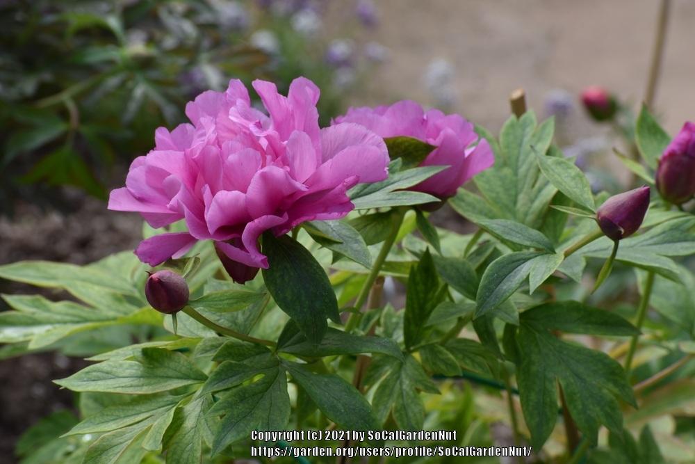 Photo of the bloom of Intersectional Peony (Paeonia 'Sonoma ...