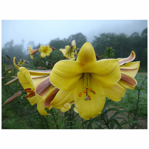 Лилия Голден Сплендор (Lilium Golden Splendour) купить ...