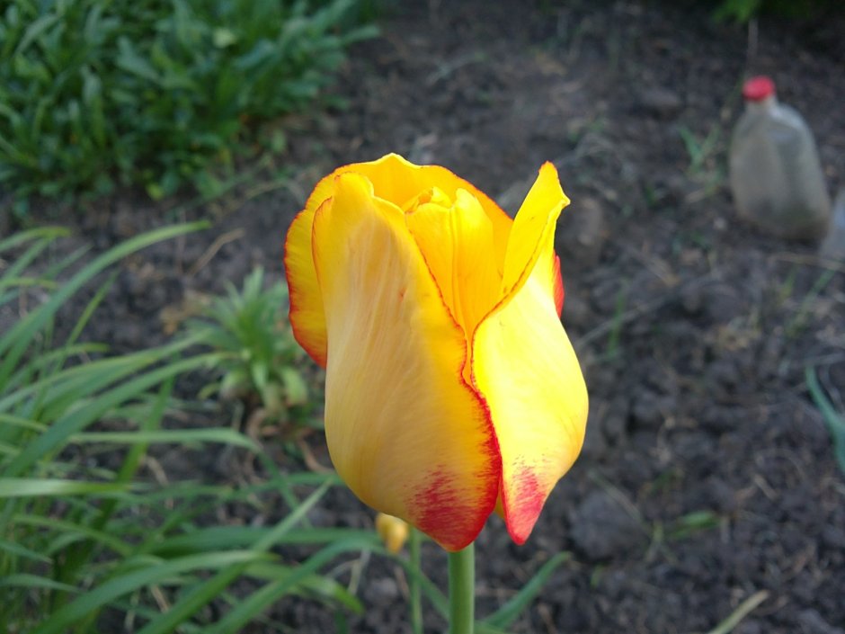 Tulip Annemarie