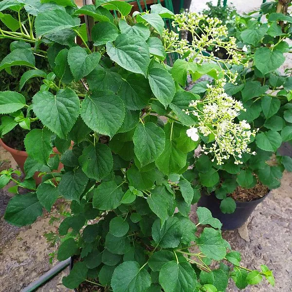 Гортензия черешковая Петиоларис (Hydrangea petiolaris)