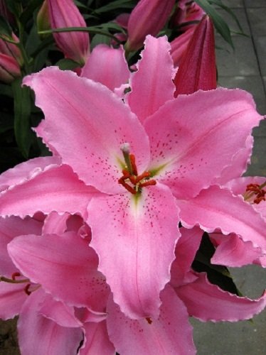 Premium Photo | Pink Oriental lily Josephine on a red background