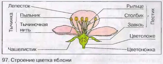 Строение цветка. 6-й класс