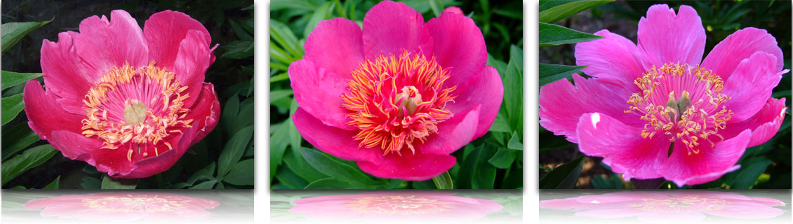 Пион Шаффе (Paeonia Schaffe) купить в ...