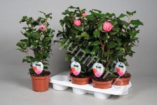 Камелия японская (Camellia japonica) красная