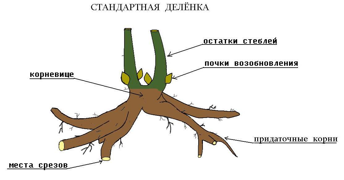 Алиссум Сноу принцесс — купить в Красноярске. Садовые цветы ...