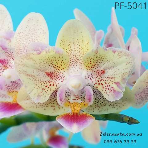 Фаленопсис бабочка (Phalaenopsis Miki Golden Sand '1363 ...