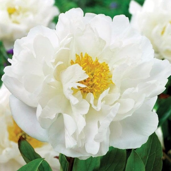 Пион 'Мисс Америка' / Paeonia lactiflora 'Miss America ...