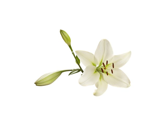 Madonna Lily Lilium Candidum Madonna Lily: редакционная ...