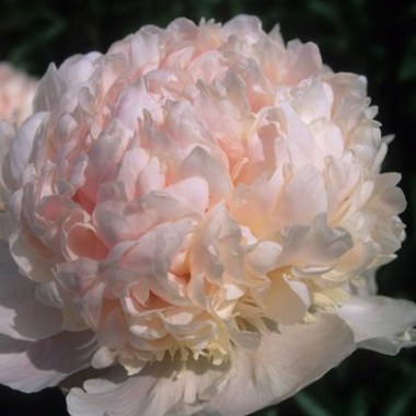 Paeonia Itoh Scrumdidleumptious