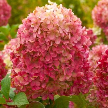 Гортензия метельчатая Дарума (Hydrangea paniculata Dharuma) 7 ...