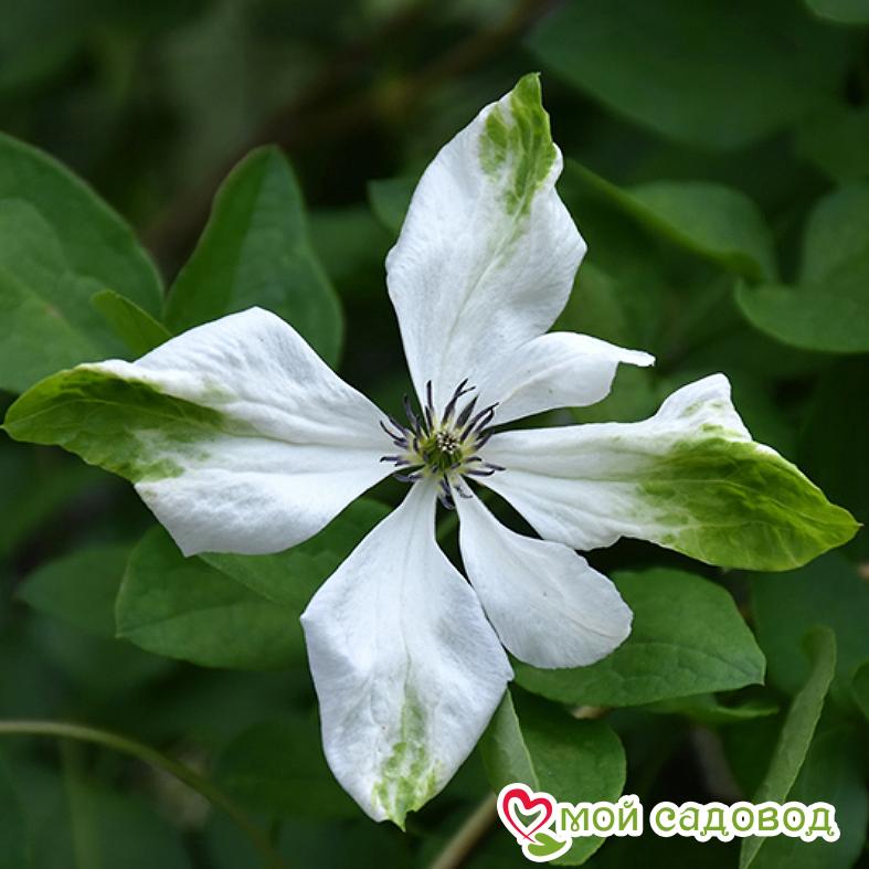 Clematis 'Rubra' (Vt) — Растения ...