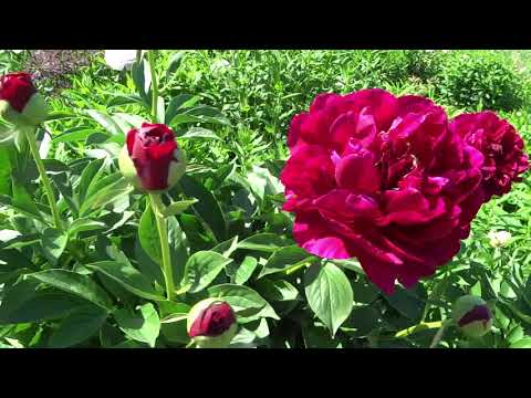 Paeonia Old Faithful Пион Олд Фейтфул