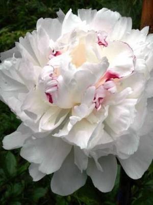 Festiva Maxima - Home of Peonies