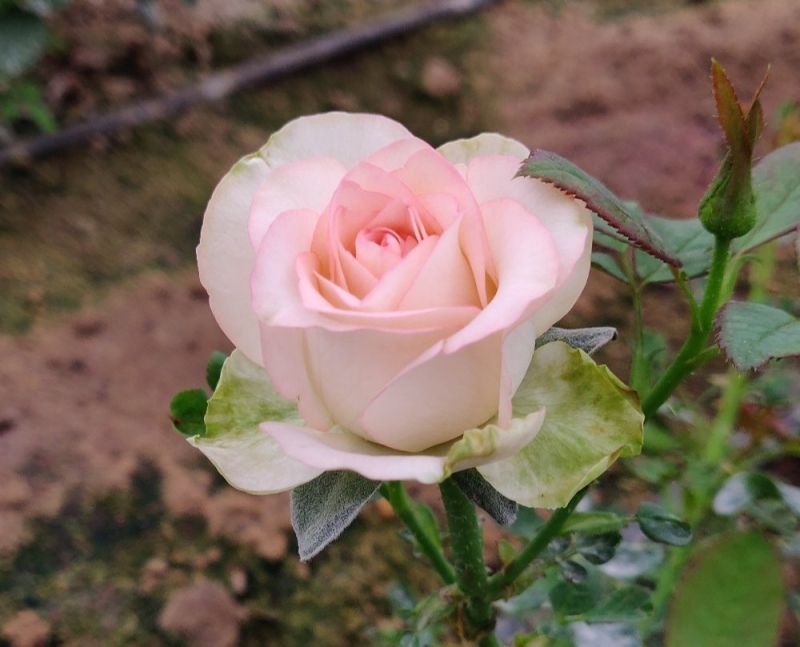 Green Organic Noblesse Pink Rose Plants, Style : Grafted at ...