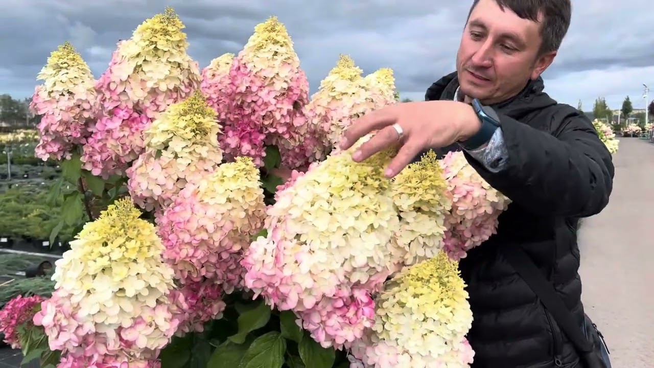 Гортензия метельчатая Геркулес заказать ...