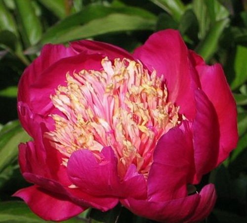 Пион Афина (Paeonia Athena) купить в ...