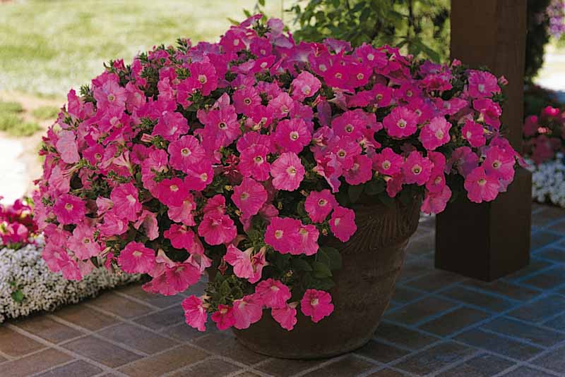 Petunia Wave Purple Classic F1 Seed ...