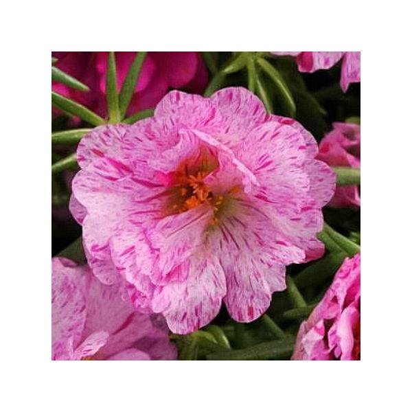 Peony: Peppermint. #paeonia #peony #peonies #perennial ...