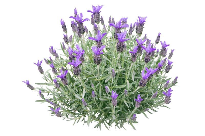 Lavender PNG Images - CleanPNG / KissPNG