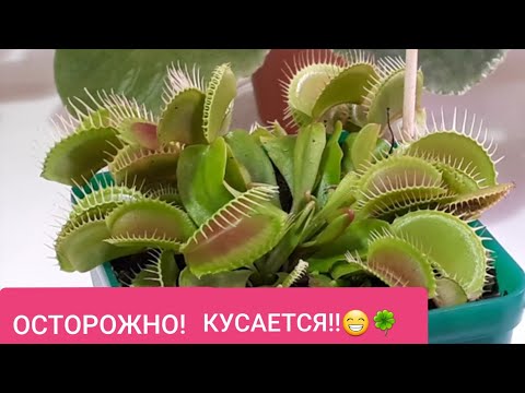 Какие цветы посеять сразу в грунт?