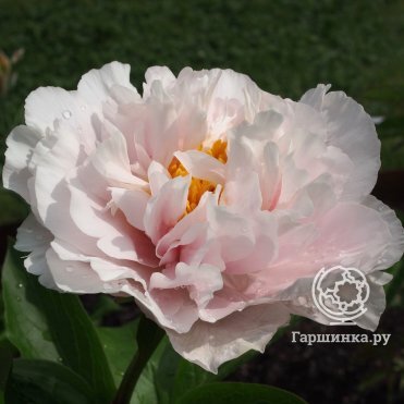 Luchshiy pion Пиллоу Ток - пионы - My Peony Society