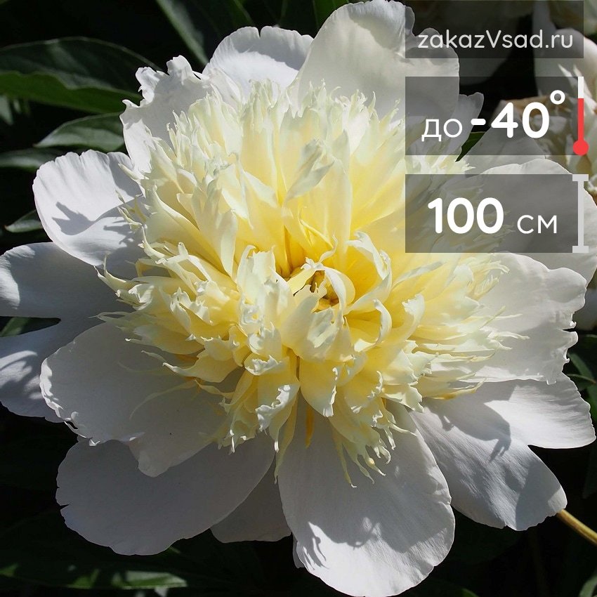 Paeonia Primevere Пион Примавера