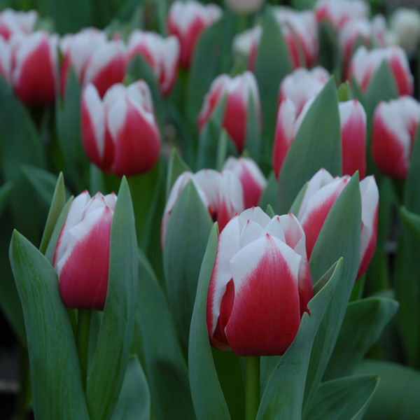 Tulip Dutch Design