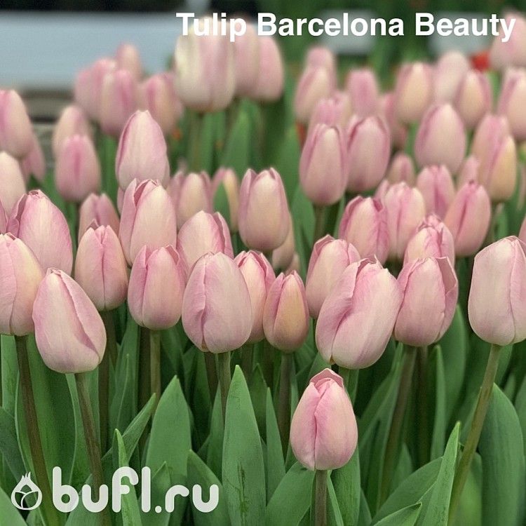 Тюльпан триумф Barcelona Beauty (TT) 12/+ купить оптом с ...