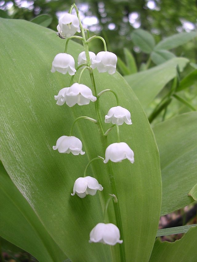 Ландыш майский (Convallaria majalis L.) - лекарственное ...