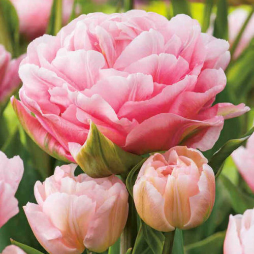 Tulip bulbs Dreamer - very new 'dreamy' softpink peony tulip ...