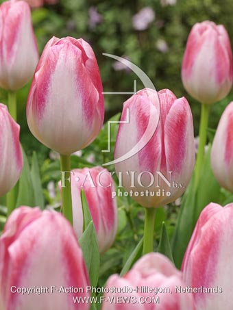 Tulipa Donatello... stock photo by ...