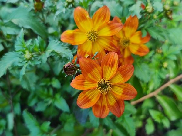 Биденс ферулолистная (Bidens ferulifolia) — описание ...