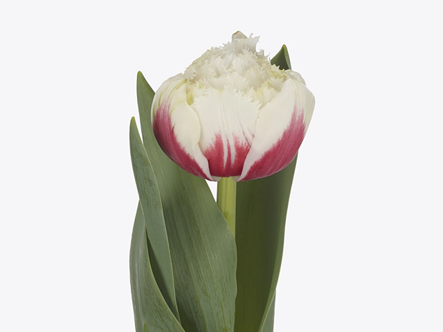 Tulipa Paradero... stock photo by ...