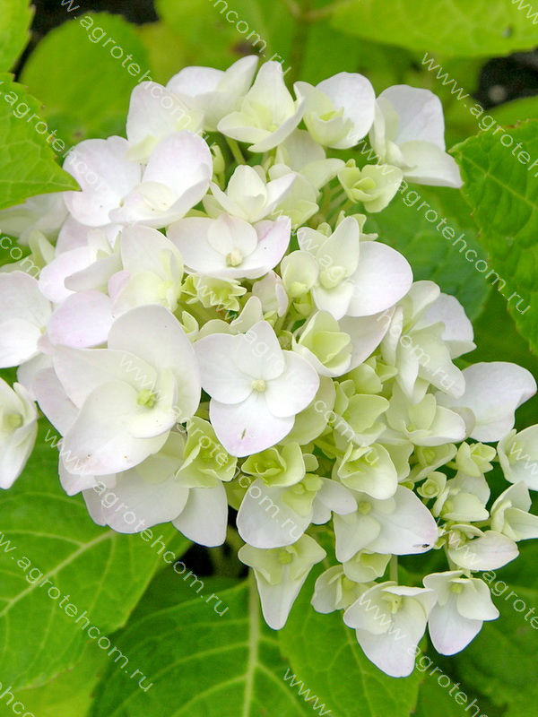 Купить Гортензия крупнолистнаяHydrangea macrophylla Original ...