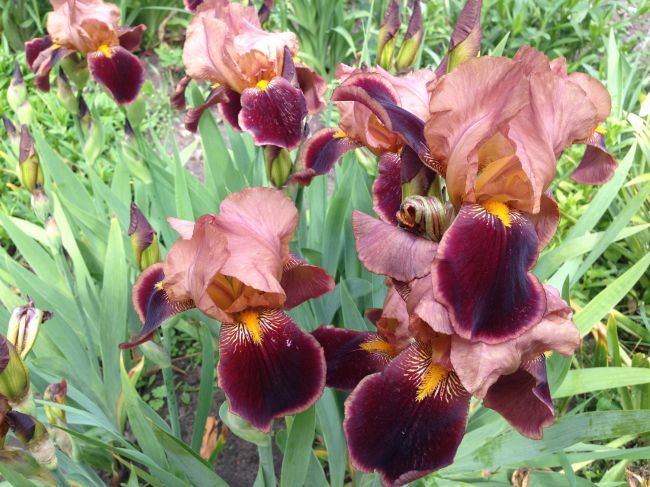 Spuria Iris (SPUR)