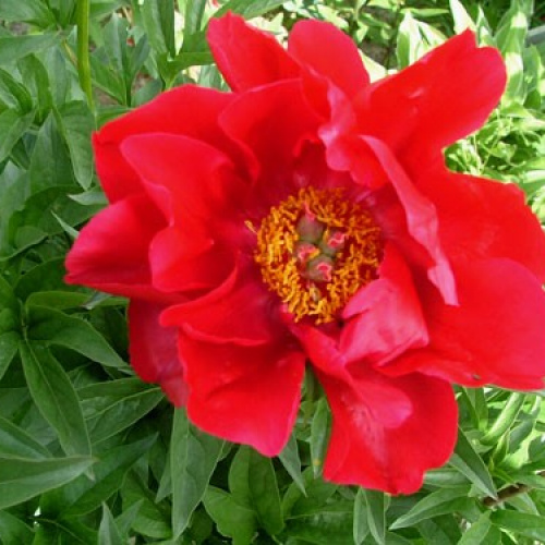 File:Paeonia Blaze 1zz.jpg - Wikimedia ...