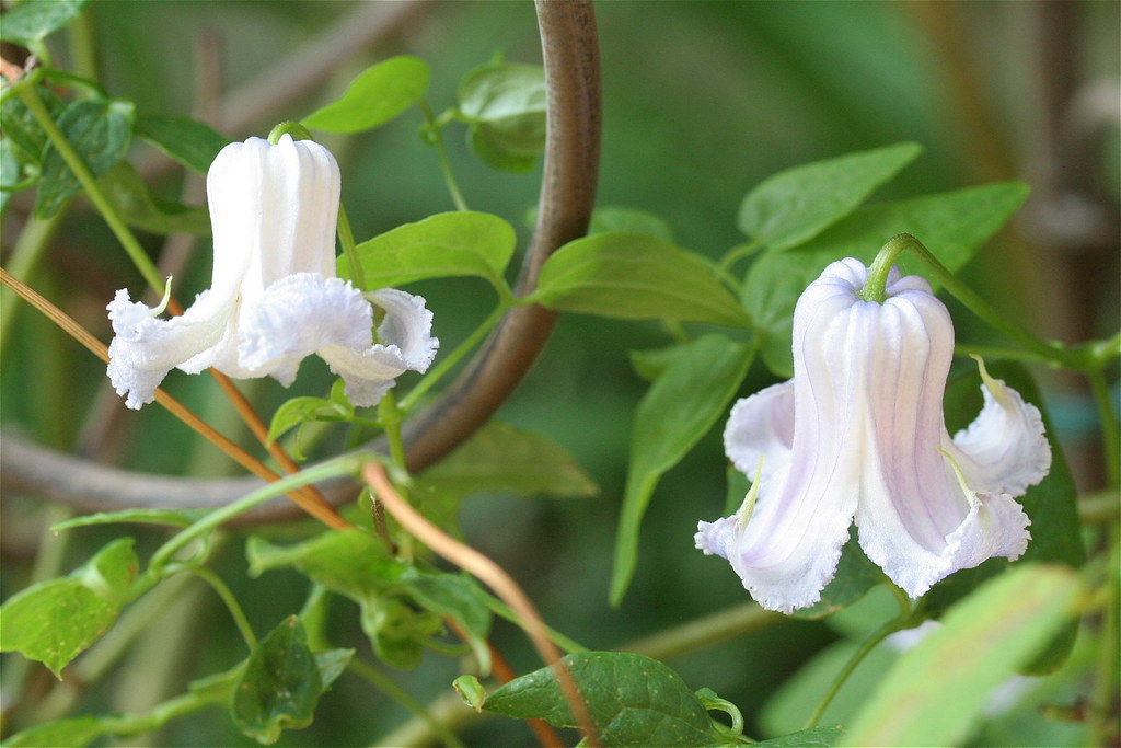 Clematis blue angel hi-res stock photography and images - Alamy