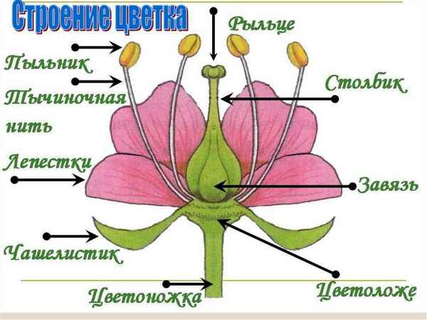 Центр учебных пособий - Комплект таблиц ...