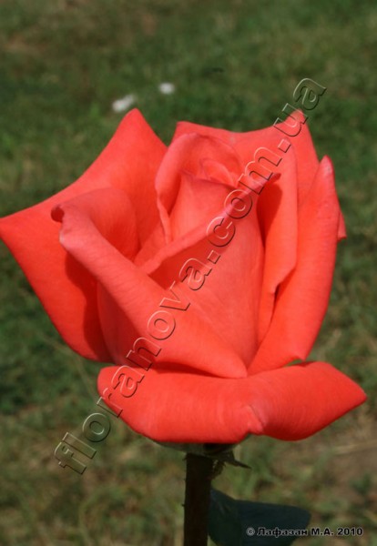 Rose Movie star SHALIMAR FLOWERS (KENYA) LTD | M-flowers ...