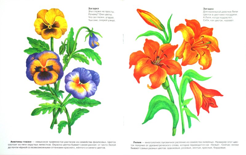 How to draw flowers step by step. Bouquet of flowers. Asters ...