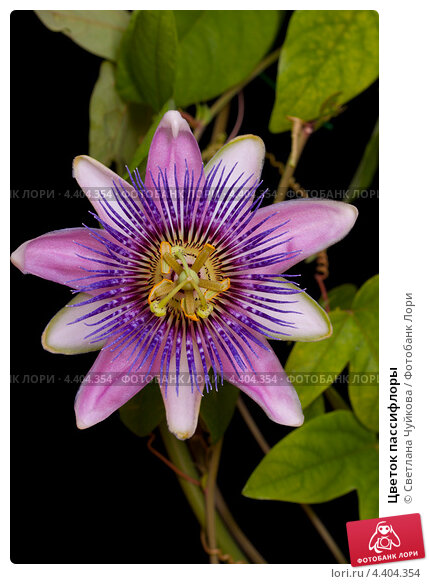 Passiflora FOETIDA (Пассифлора, Страстоцвет): купить 2 семени ...