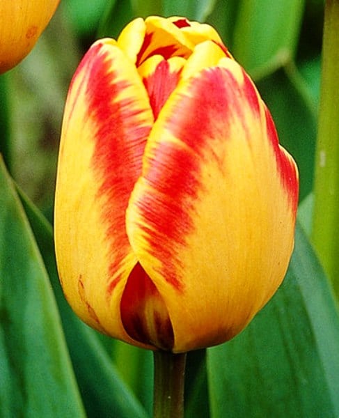 Tulips 'Banja Luka' (Tulipa 'Banja Luka ...