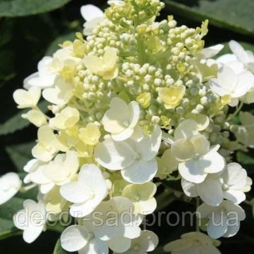 Гортензия метельчатая Литтл Спуки: купить саженцы Hydrangea ...