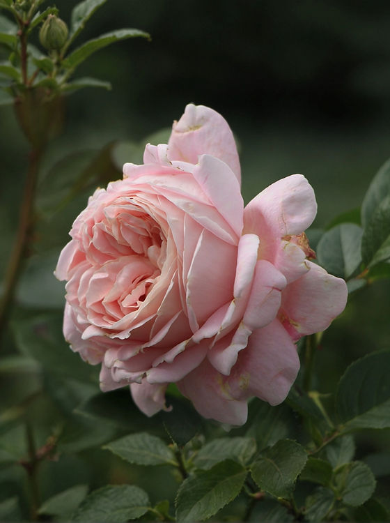 Heirloom Roses - The Amazing Grace™ rose is a classic hybrid ...