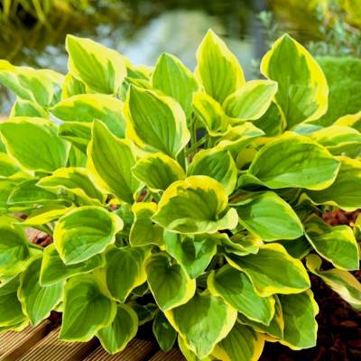 Hosta.com.ua. Хоста Cool as a Cucumber (Кул эс Кукумбер ...