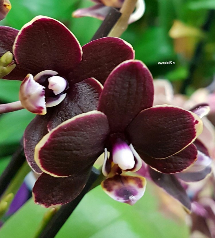 Орхидея Phalaenopsis I-Hsin Black Soot, multiflora