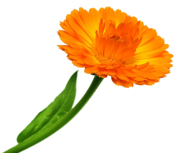 Скачать картинки Calendula flower, стоковые фото Calendula ...