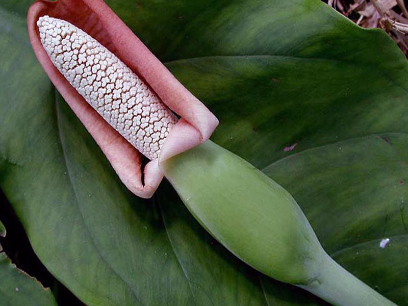 Syngonium podophyllum ...