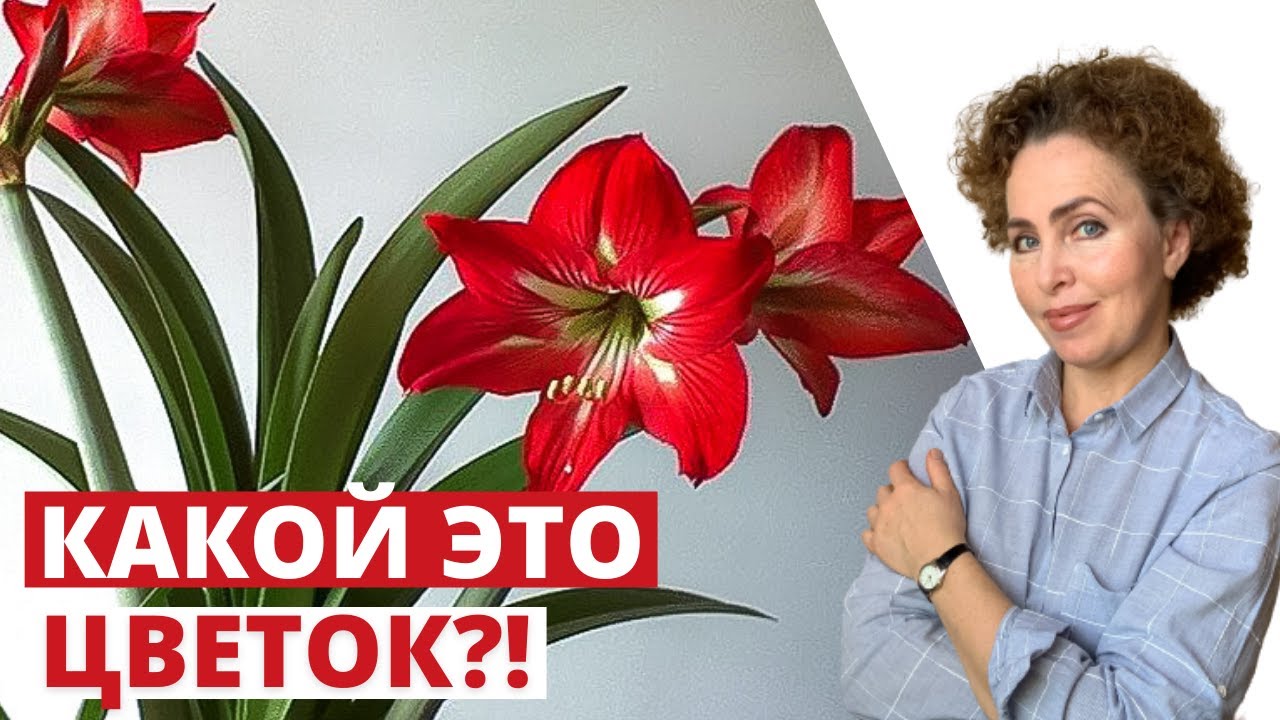 Амариллис Оптом - 🌺 Купить цветок Амариллис по оптовым ценам ...