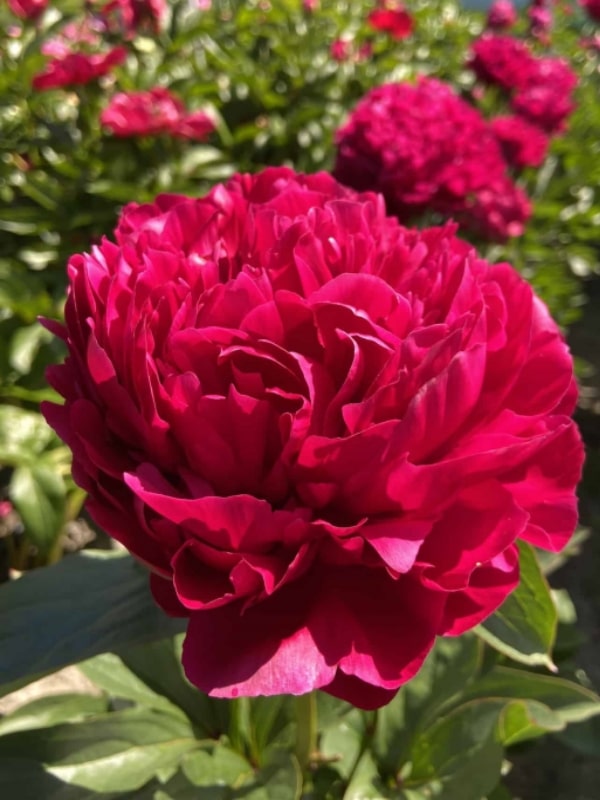 Plant Profile for Paeonia lactiflora 'Red Magic' - Double ...